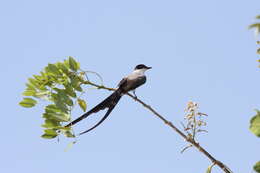 Image of Fork-tailed Flycatcher