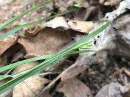 Image of Willdenow's sedge