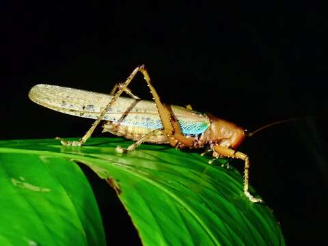 Image of Eumacroxiphus (Hyperxiphus) brachyurus (Karny 1926)