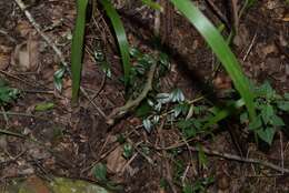 Image of Ceropegia linearis subsp. linearis