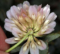 Image of Lemmon's clover