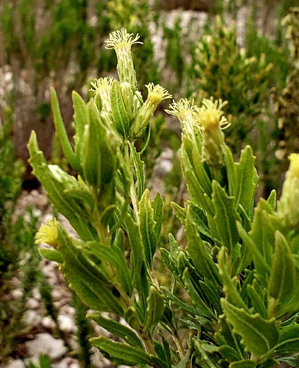 Image of leafy brickellbush