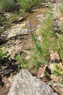 Image de Verbena stricta Vent.