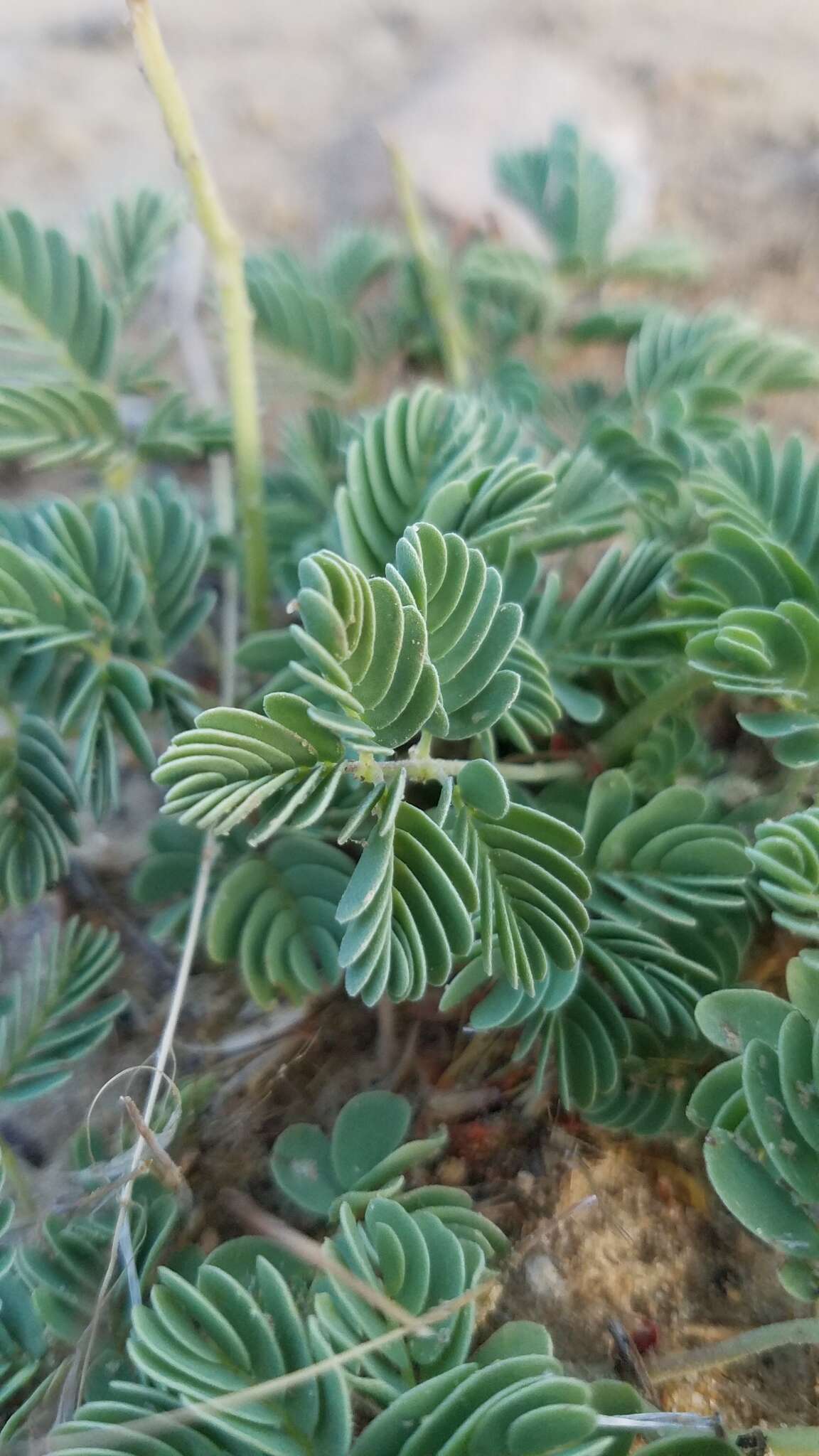 Plancia ëd Hoffmannseggia repens (Eastw.) Cockerell