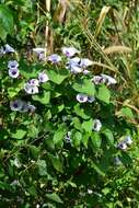 Image of Red-Center Morning-Glory