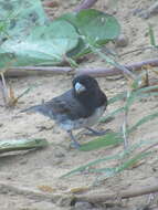 Image of Dubois's Seedeater