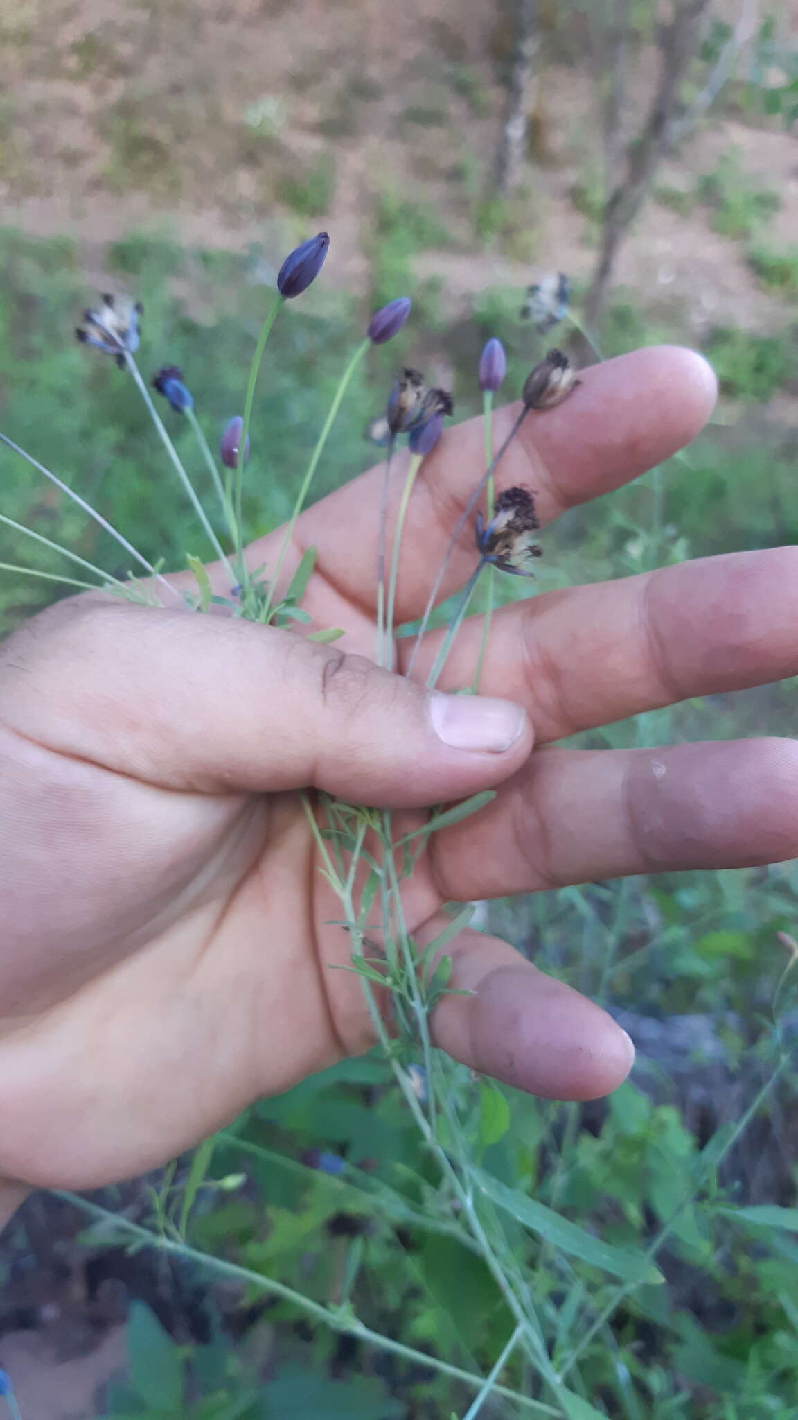 Image of Porophyllum coloratum (Kunth) DC.