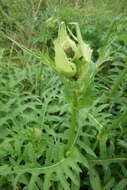 Image of Cabbage Thistle