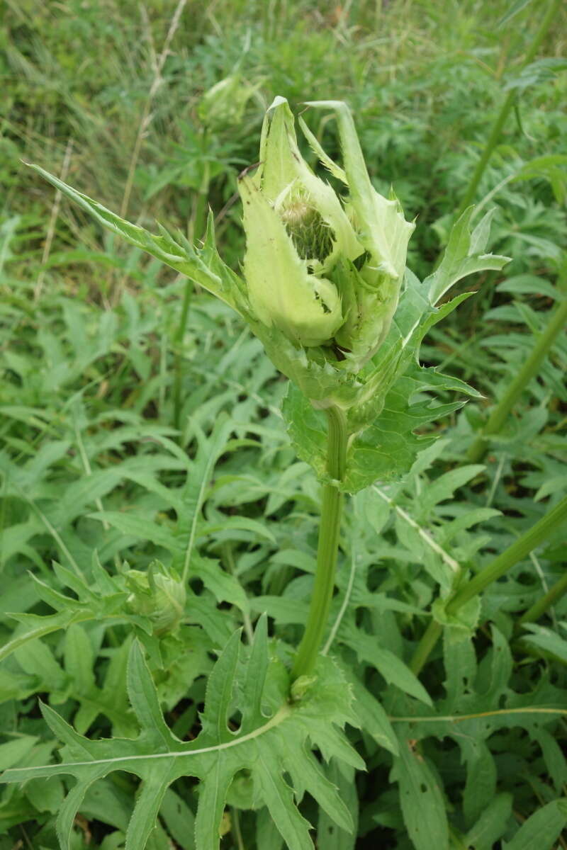 Image of Cabbage Thistle