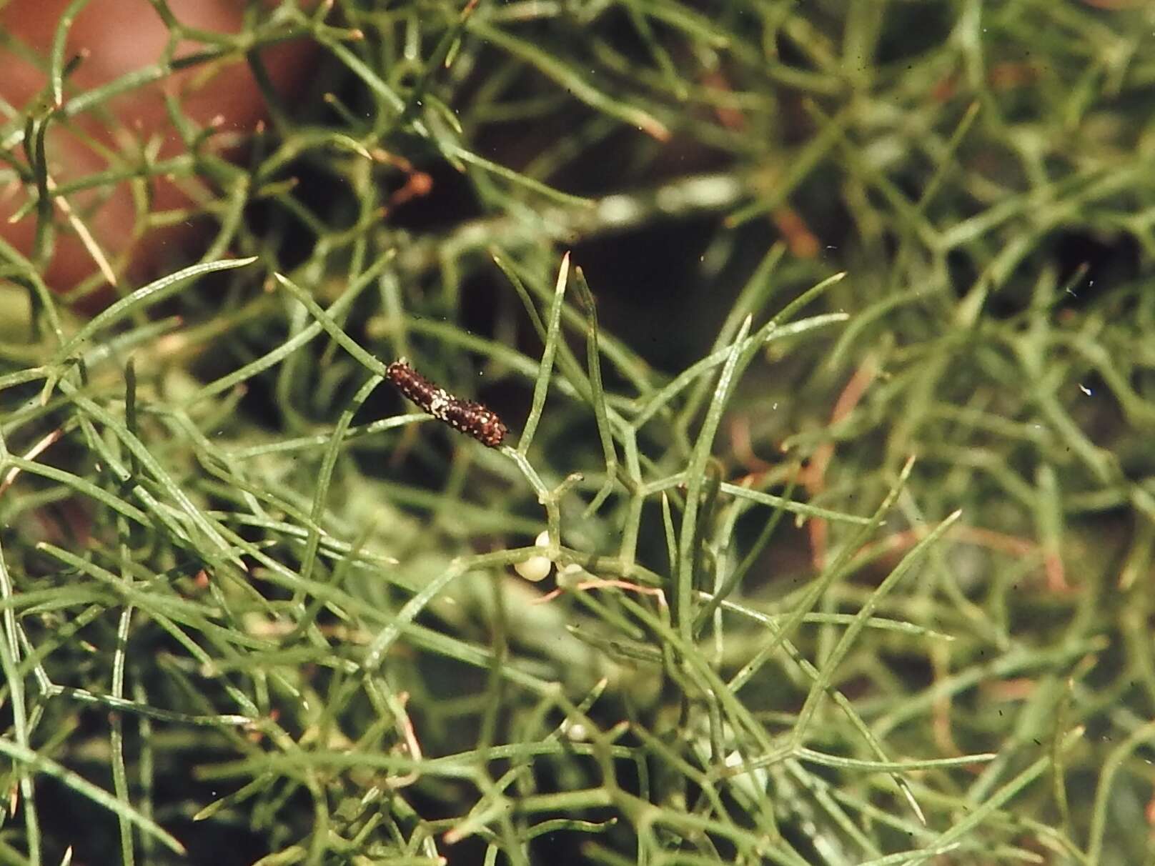 Image of Saharan Swallowtail