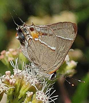 Image of Martial Scrub-Hairstreak