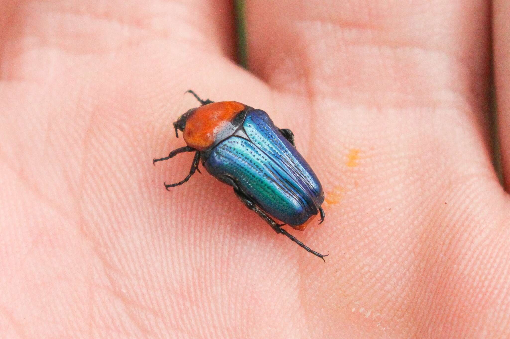 Sivun Leucocelis amethystina (MacLeay 1838) kuva