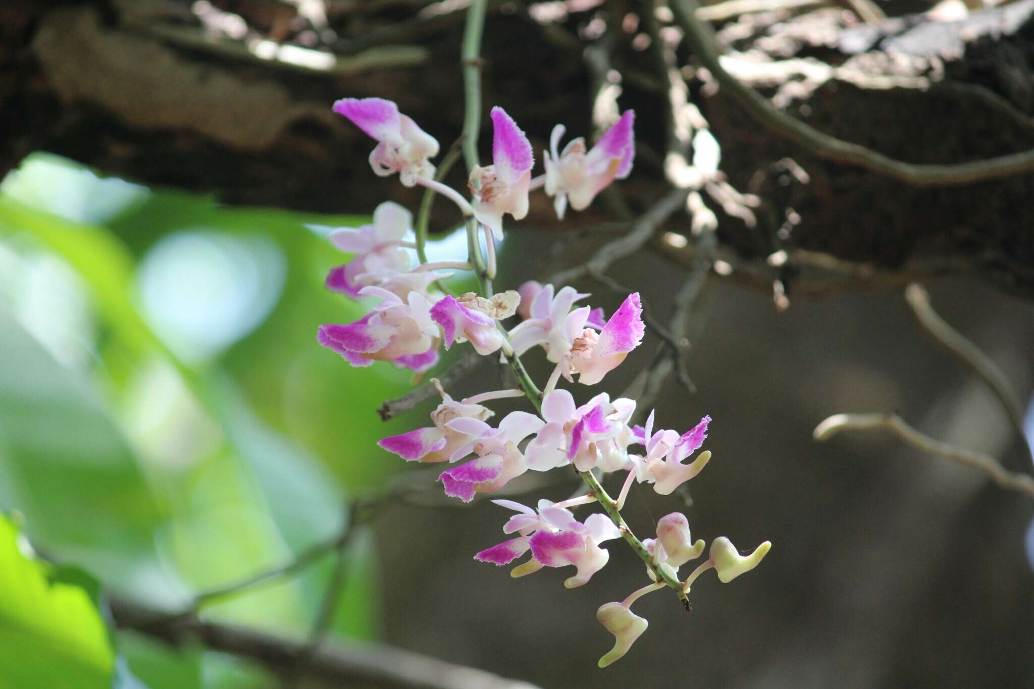 Image of Aerides crispa Lindl.