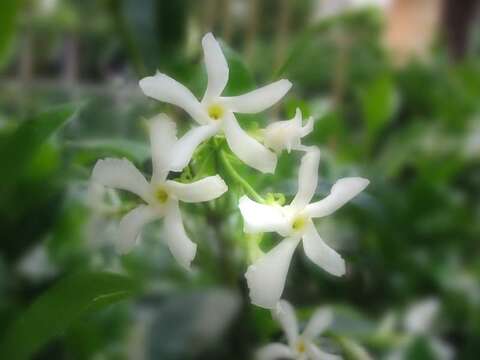 Image of Star-jasmine or Confederate-jasmine