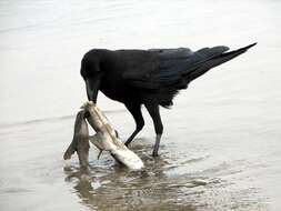 Image of Large-billed Crow