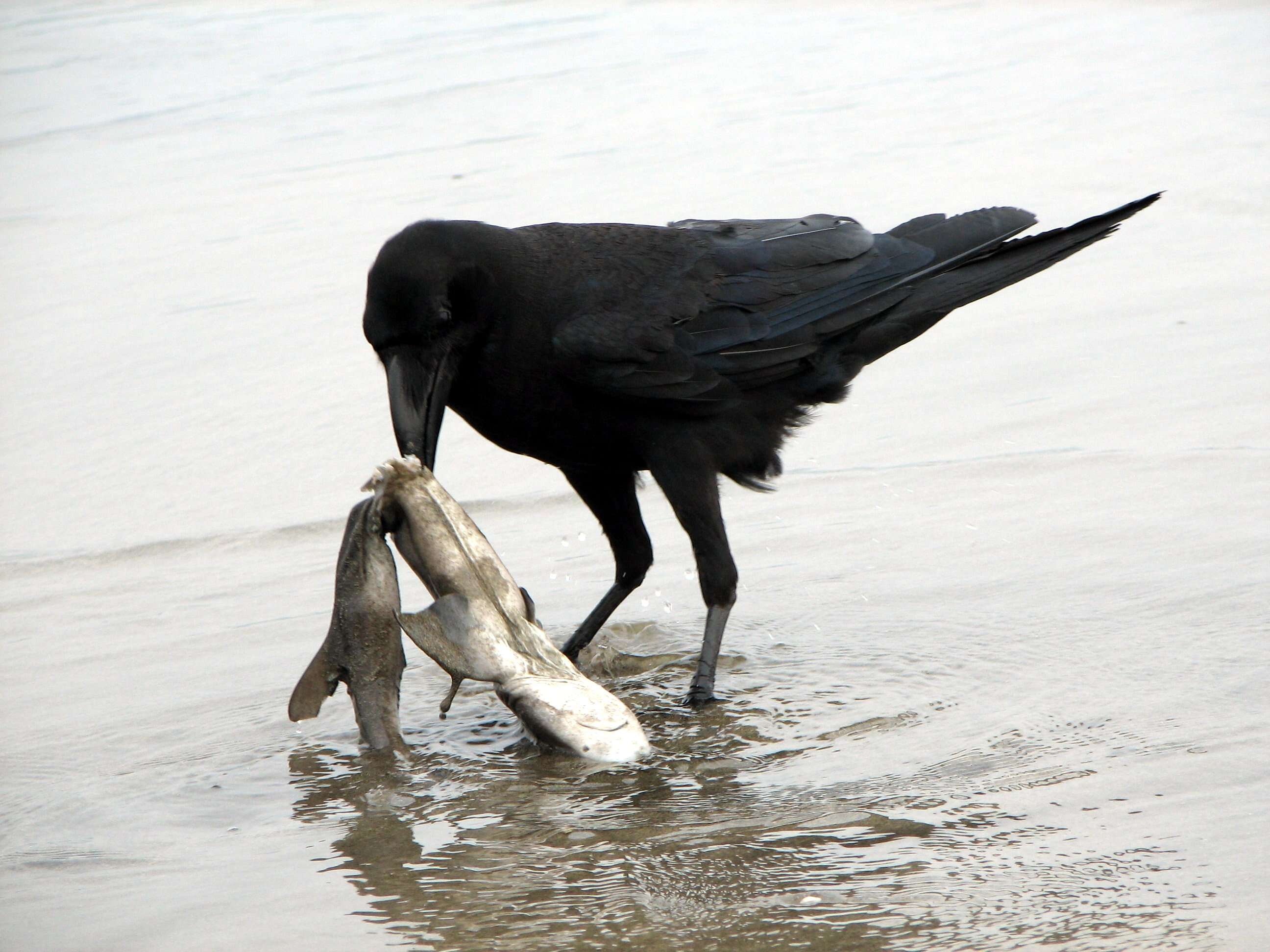 Image of Large-billed Crow