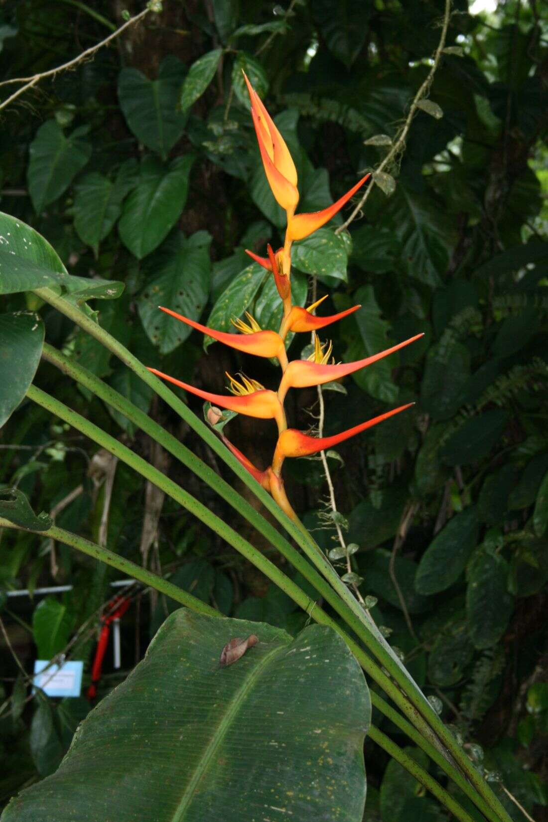 Plancia ëd Heliconia latispatha Benth.