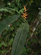 Plancia ëd Heliconia latispatha Benth.