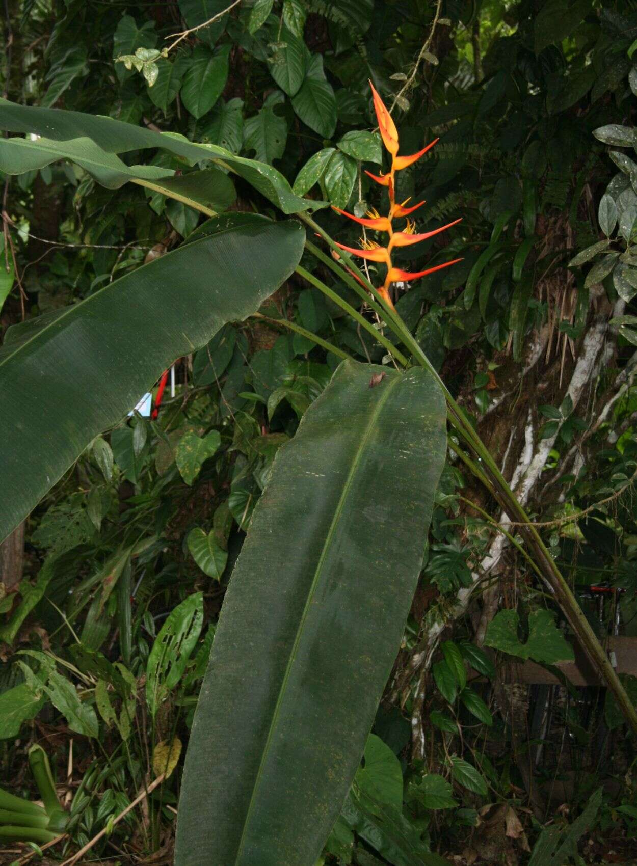 Plancia ëd Heliconia latispatha Benth.