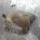 Image of Sinuous whelk