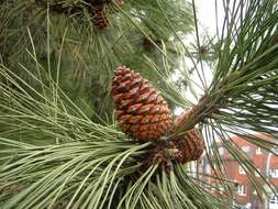 Image of ponderosa pine