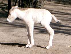 Image of Asian Wild Horse