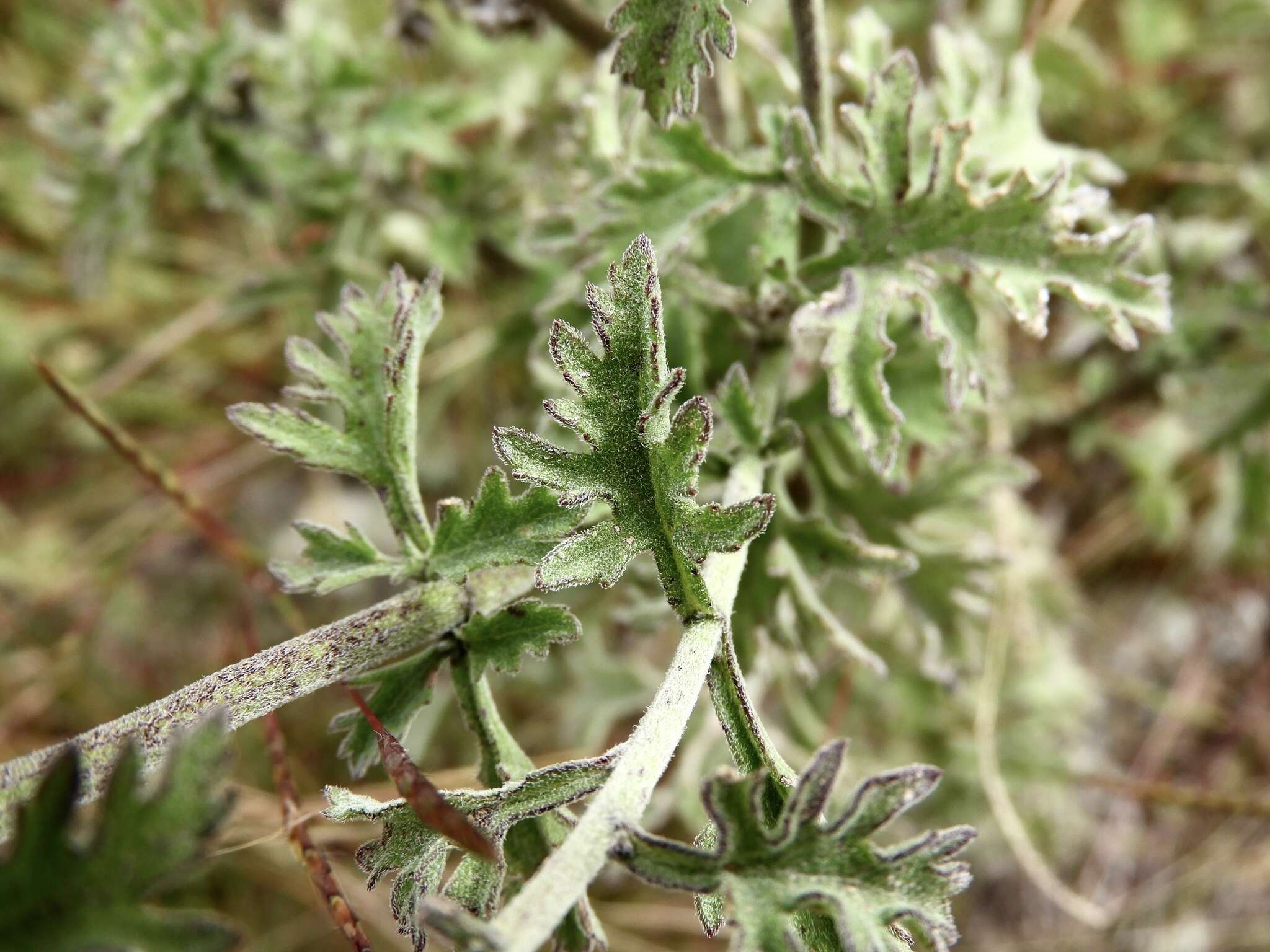 Image of Gyptis artemisifolia (Griseb.) R. King & H. Rob.