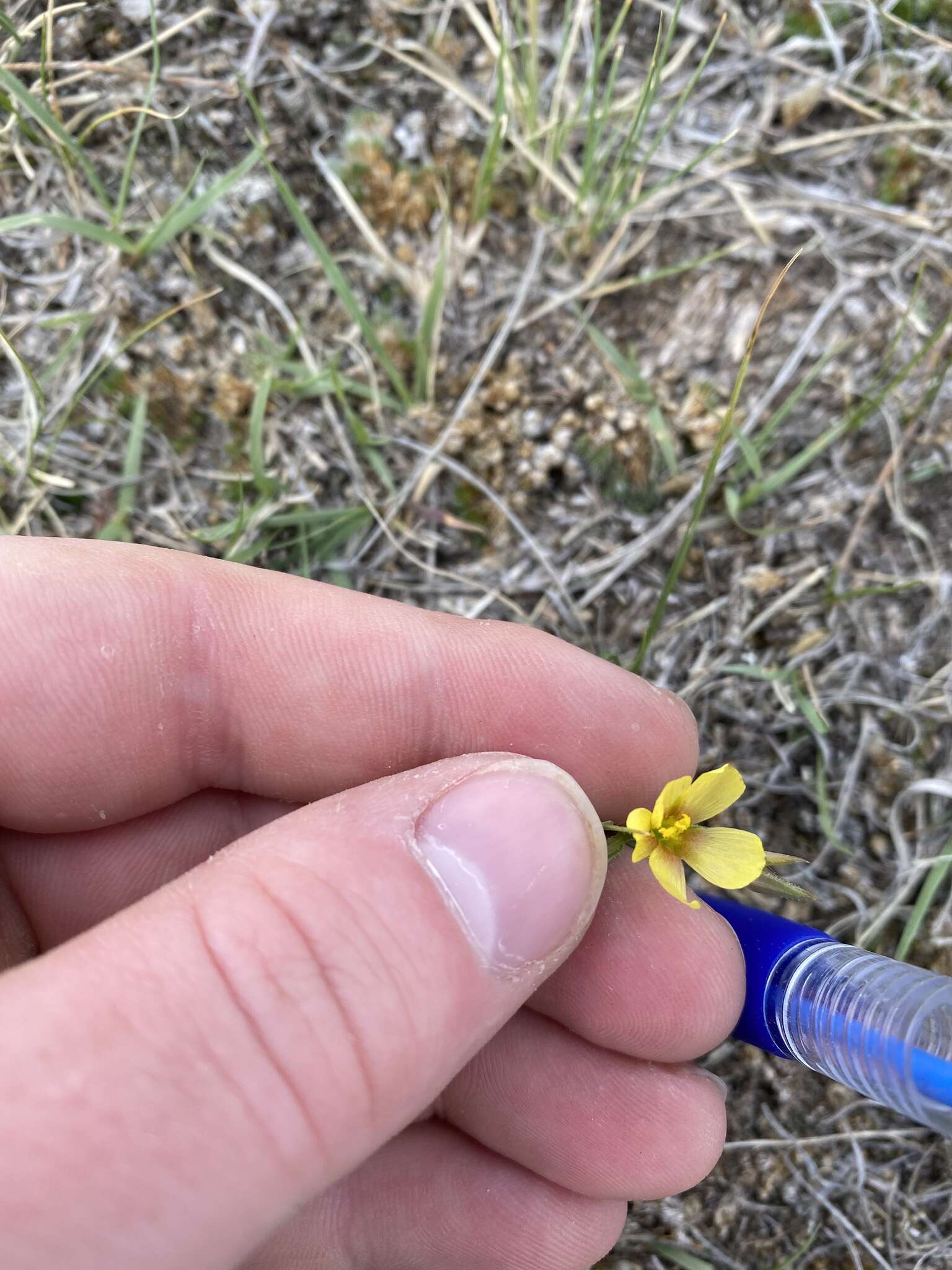 Image of Wyoming flax