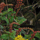 Imagem de Ribes leptostachyum Benth.