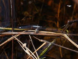 صورة Chartoscirta elegantula (Fallén 1807)