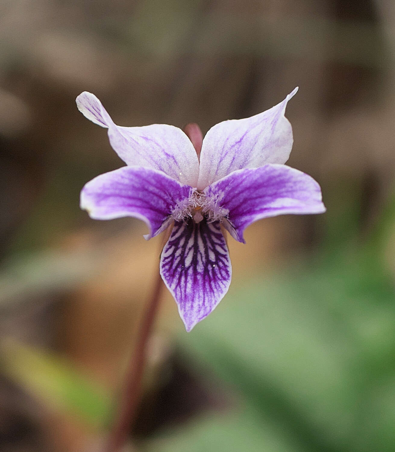 Imagem de Viola sieboldii Maxim.