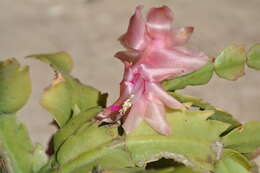 Plancia ëd Schlumbergera truncata (Haw.) Moran