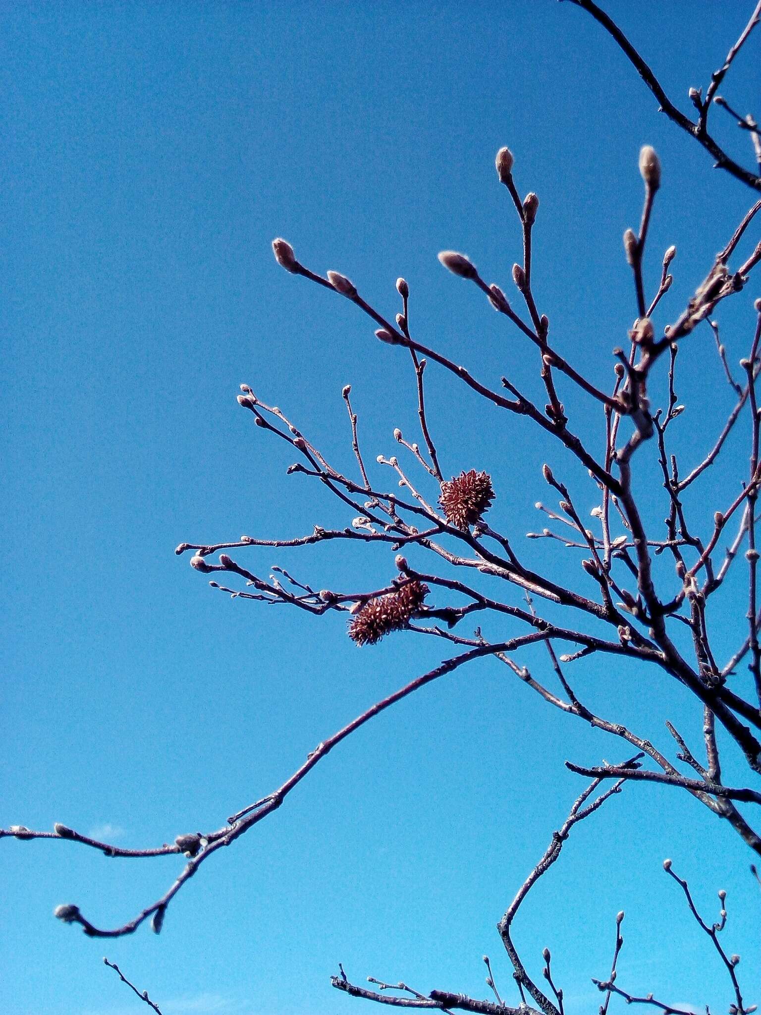 Imagem de Betula ermanii var. lanata Regel