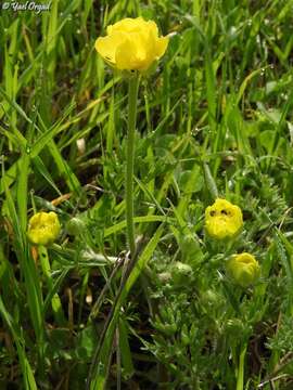 Image of Ranunculus millefolius Banks & Solander