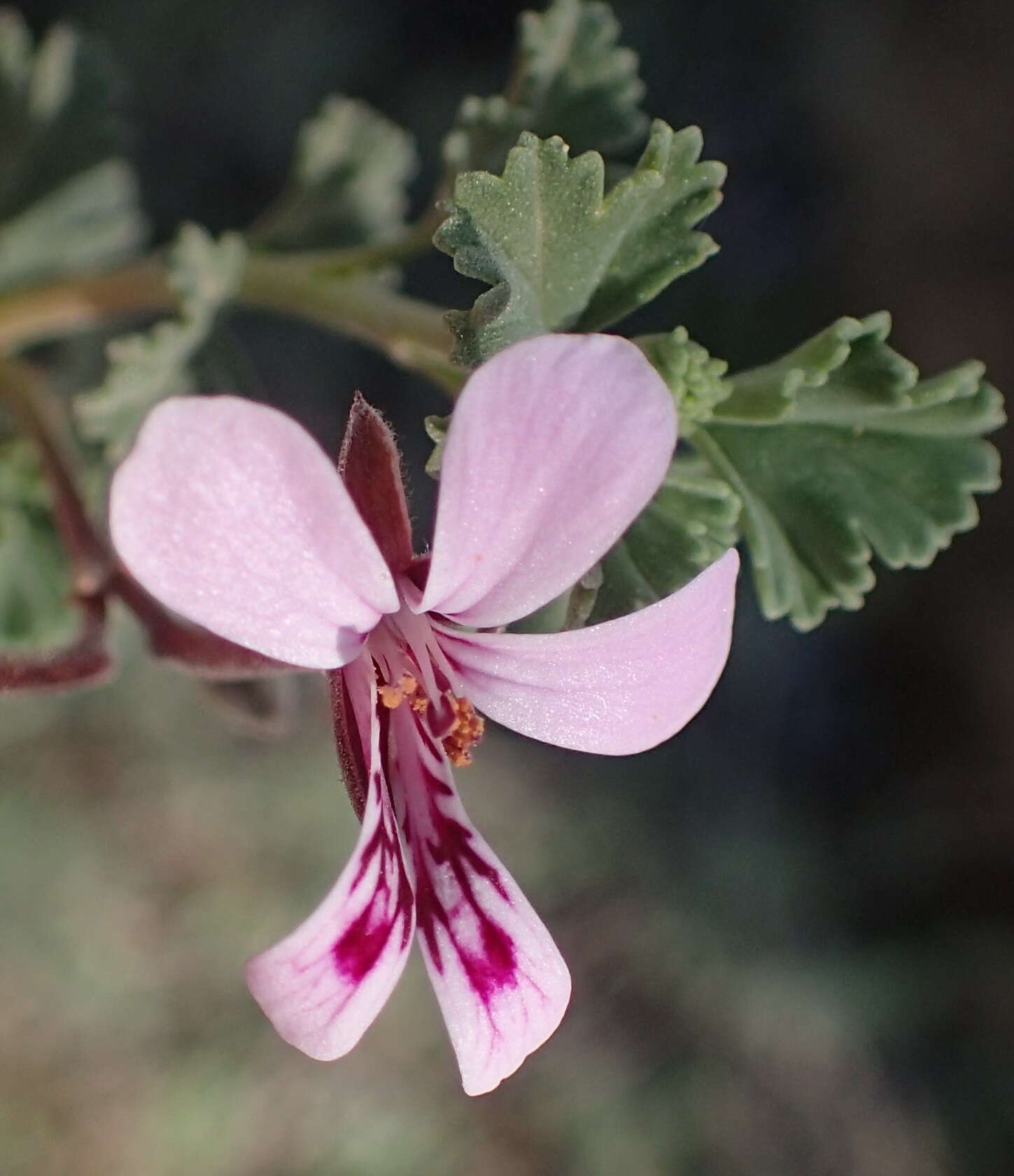 Imagem de Pelargonium exstipulatum (Cav.) L'Her.