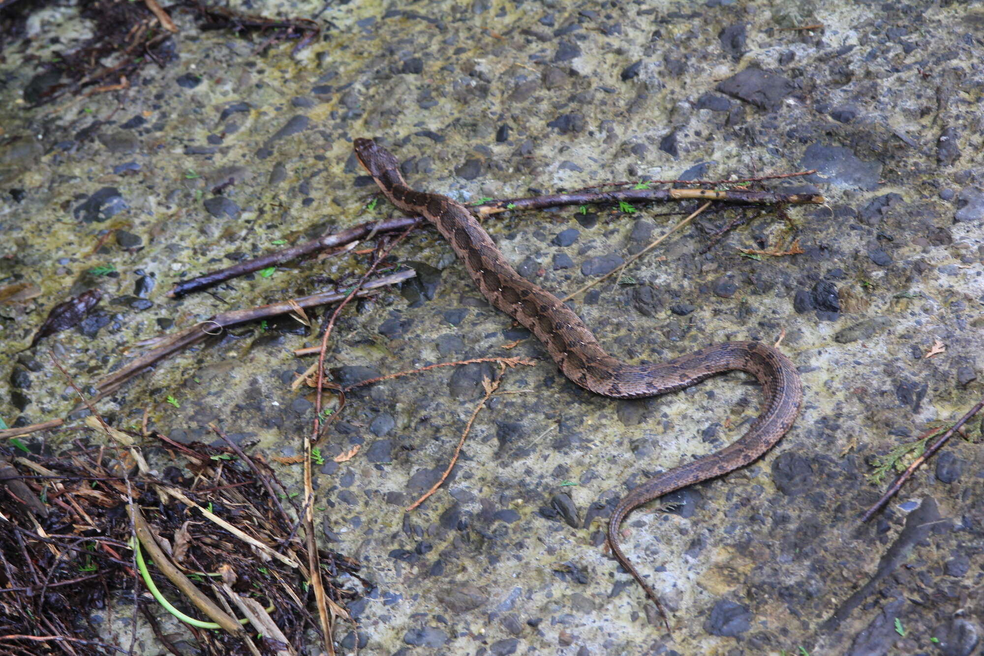 Image of Pseudagkistrodon rudis rudis (Boulenger 1906)