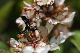 Image of Thyris usitata Butler 1879
