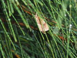 Image de Crocidolomia pavonana Fabricius 1794