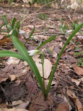 Image of Amana erythronioides (Baker) D. Y. Tan & D. Y. Hong