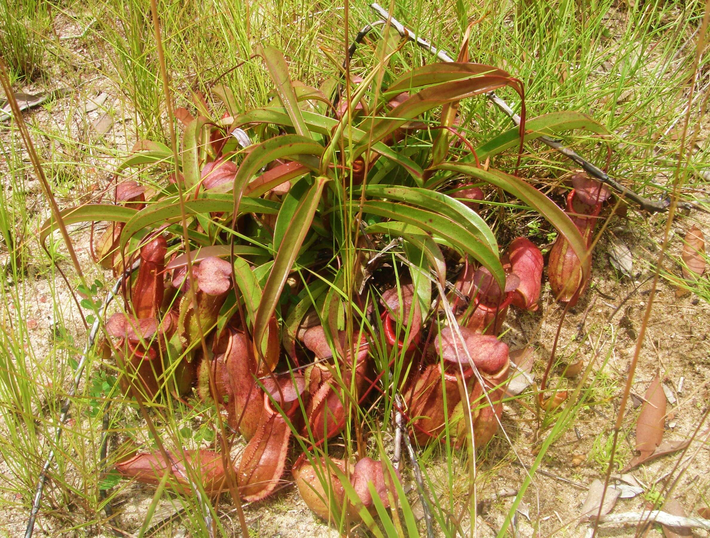 Image of Nepenthes andamana M. Catal.