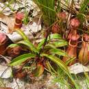 Imagem de Nepenthes andamana M. Catal.