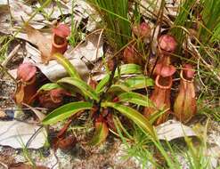 Image of Nepenthes andamana M. Catal.