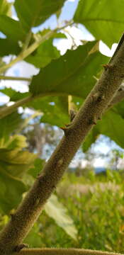 Image of Solanum mitlense Dun.