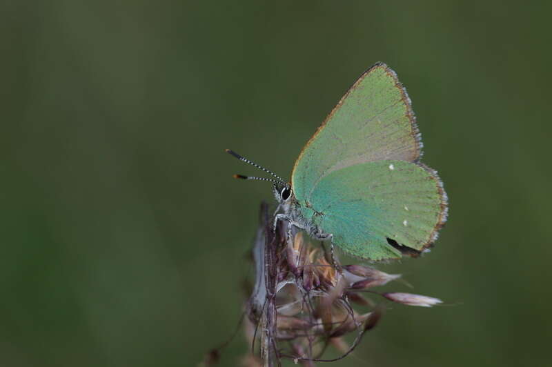 Plancia ëd Callophrys rubi (Linnaeus 1758)