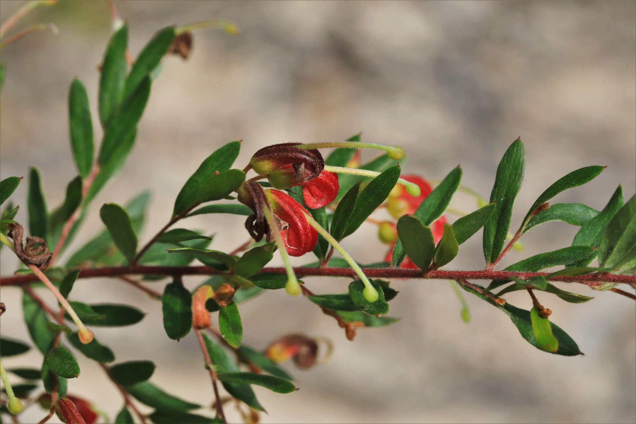 Image of Grevillea banyabba P. M. Olde & N. R. Marriott