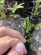 Plancia ëd Thalictrum alpinum L.