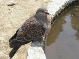 Image of Oriental Turtle Dove