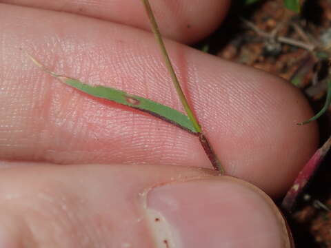 Plancia ëd Pentameris airoides (Nees) Steud.