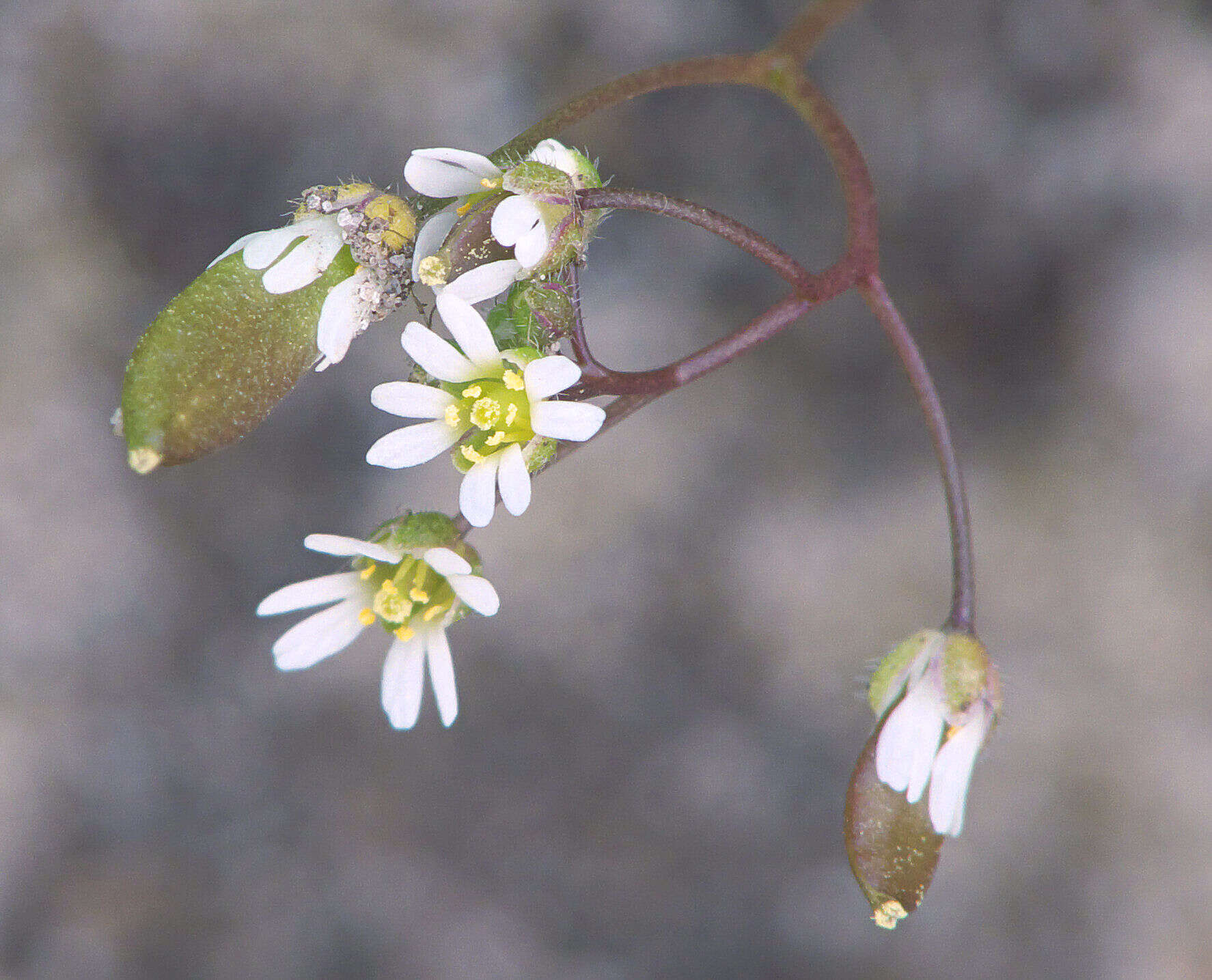 Image of common whitlowgrass