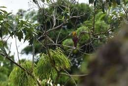 Image of Saffron Toucanet